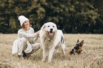 How to Ensure Your Dogs are Safe and Happy When You’re Away