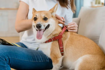 Personalized Dog Harness: Why Every Pet Parent Needs One