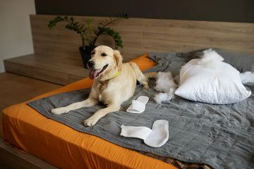 Why Do Dogs Scratch Their Beds?