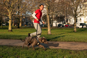 how to leash train a dog:  Step-by-Step Guide