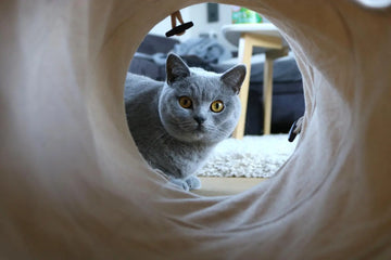 Why Cats Love Cat Tunnel Beds and How to Choose the Right One