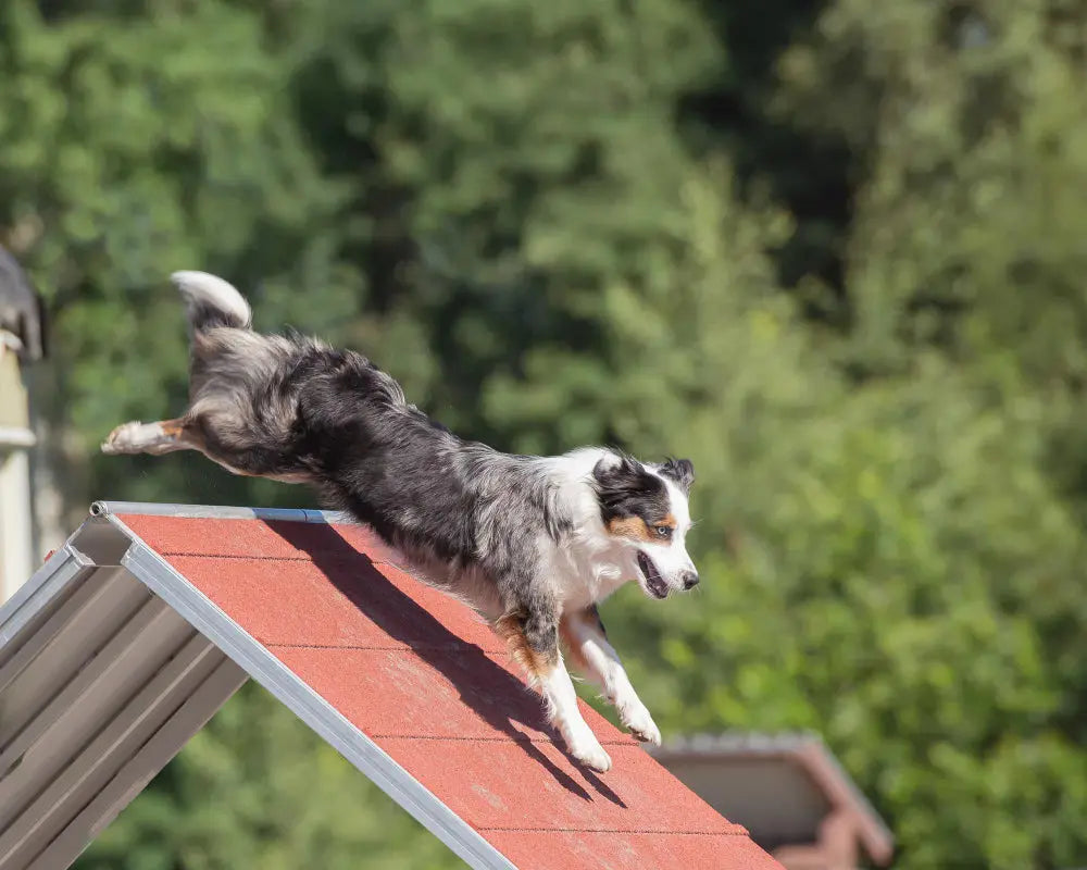 Why you need a dog ramp for bed at home