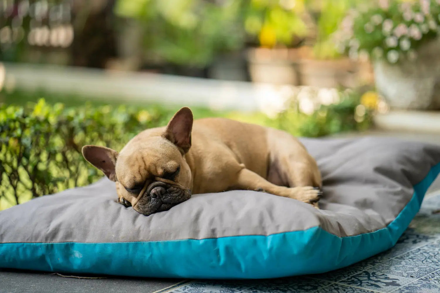 The Different Types of Cooling Dog Beds: Materials, Uses, and Benefits