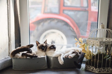 Why Do Cats Love Window Perches?