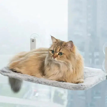 Everything You Need to Know About a Cat Window Perch