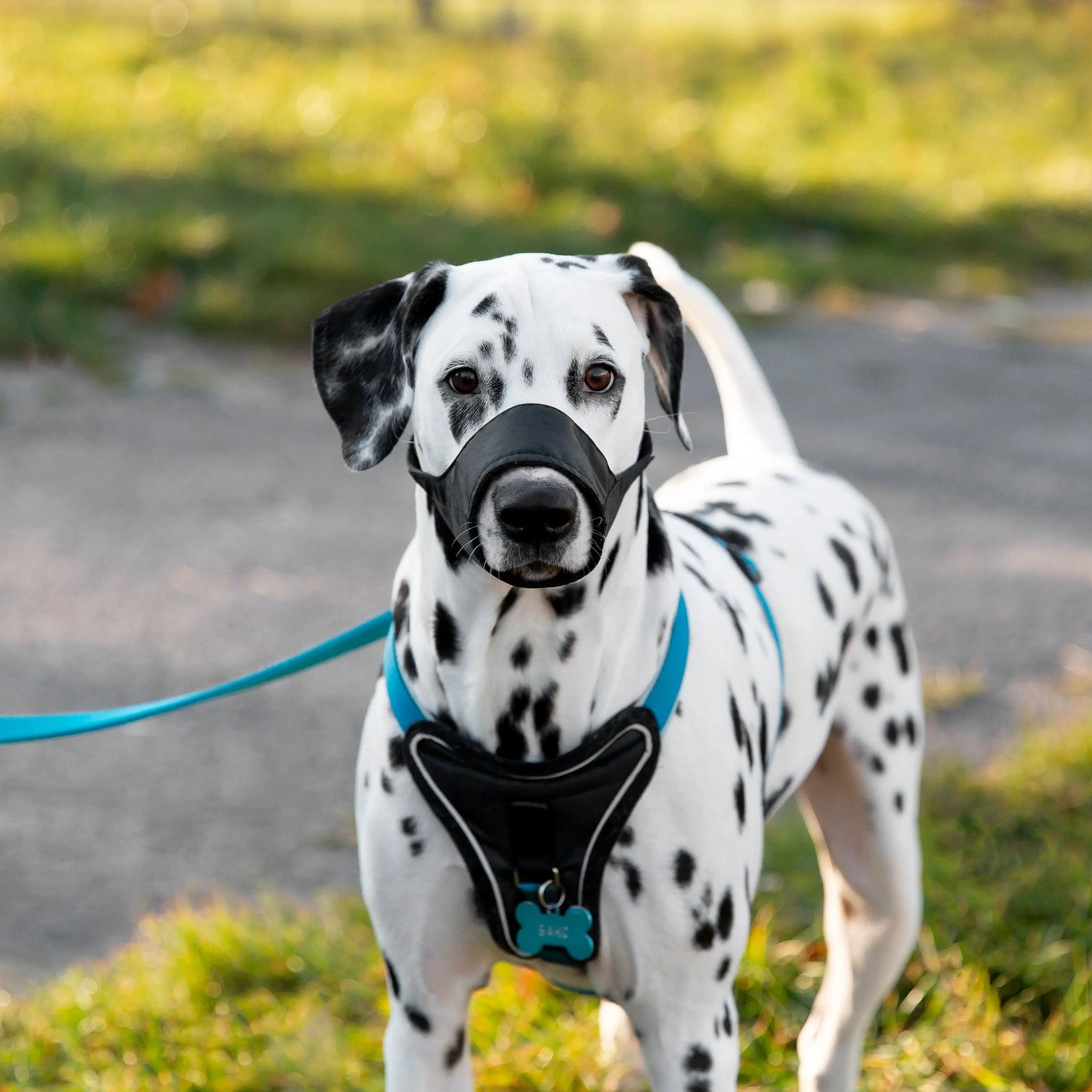 How to put on a dog harness: An Expert Guide