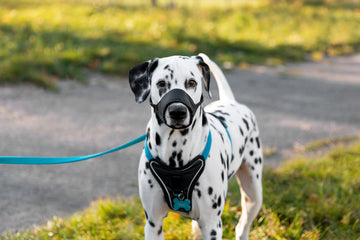 How to put on a dog harness: An Expert Guide