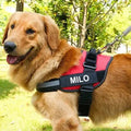 Personalized Dog Harness - Paw Needs Love Pets