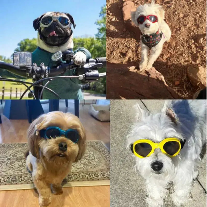 Dog Sunglasses - Paw Needs Love