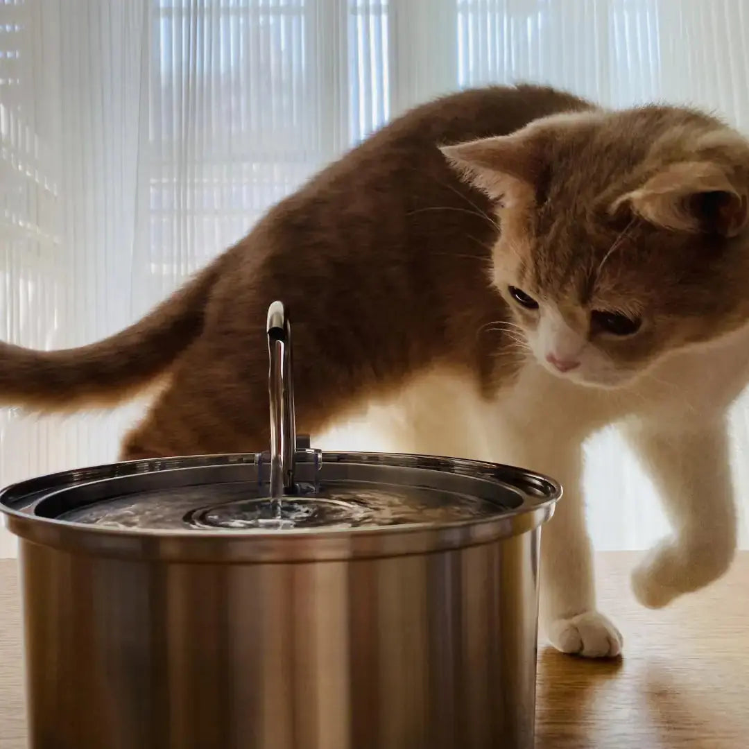 Cat Water Fountain_1