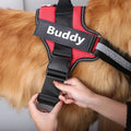 Personalized Dog Harness - Paw Needs Love Pets